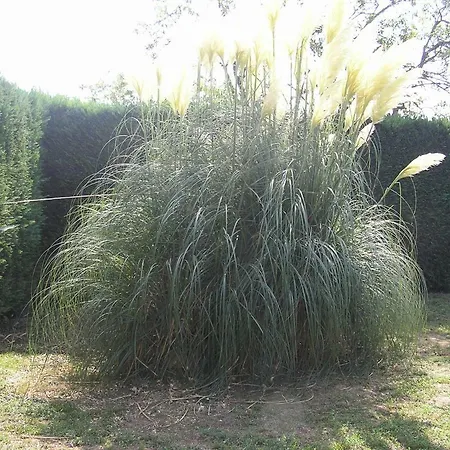 Le Renard D'hotes * Vezieres